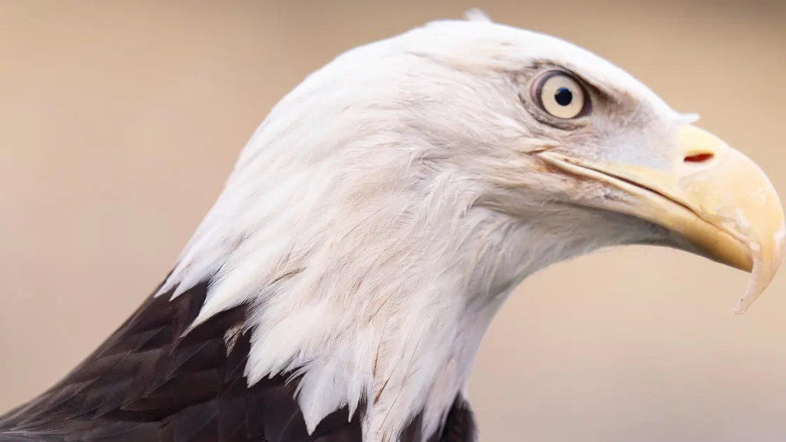Eagle Drama: The Call that Left North Carolina Buzzing!