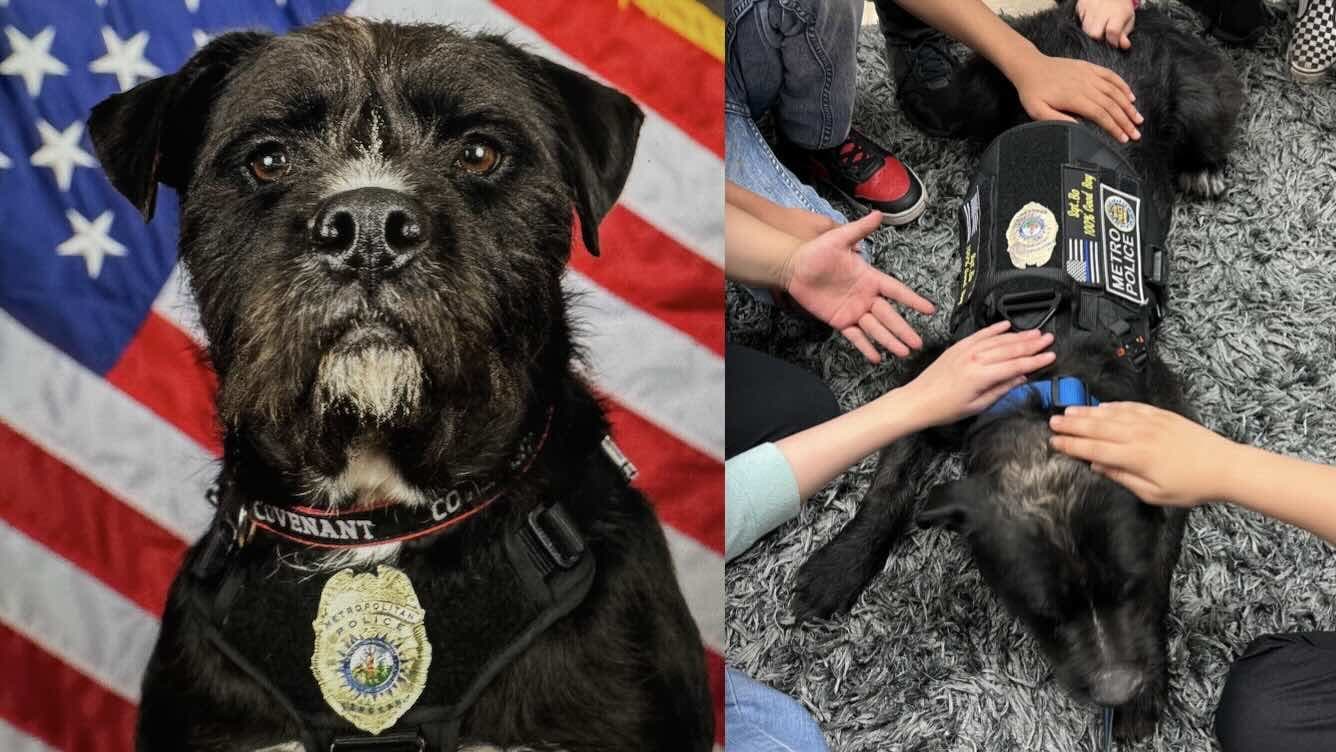From Stray to Superstar: Meet the Mutt Bringing Hope to a Community