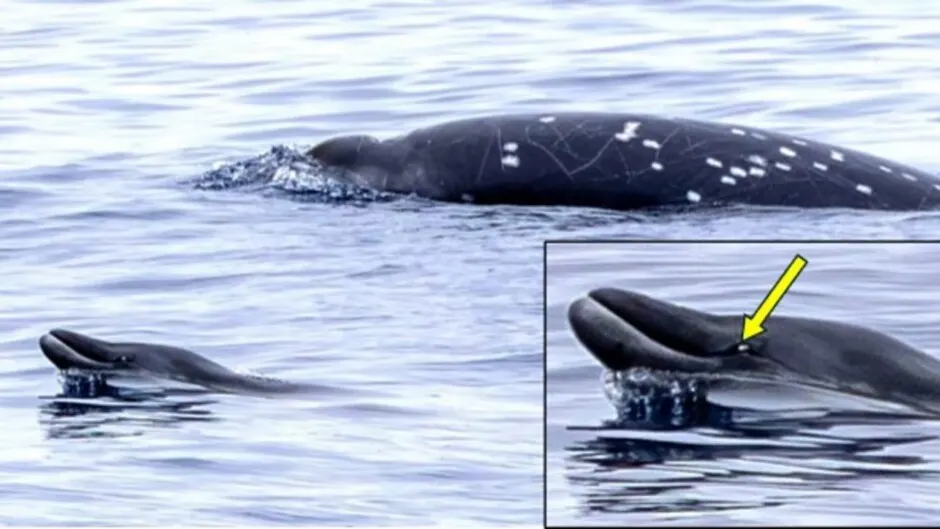 Whale of a Discovery: The Elusive Gingko-Toothed Beaked Whale Surfaces for Science