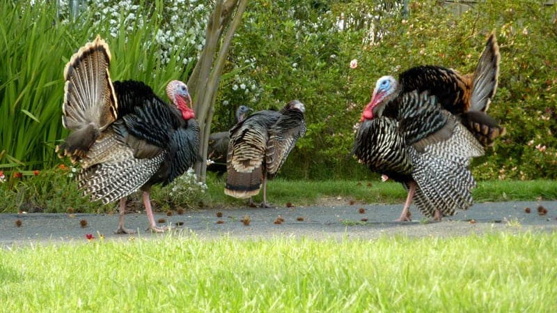 Sacramento’s Wild Turkeys: The Thanksgiving Guests You Can’t Eat!