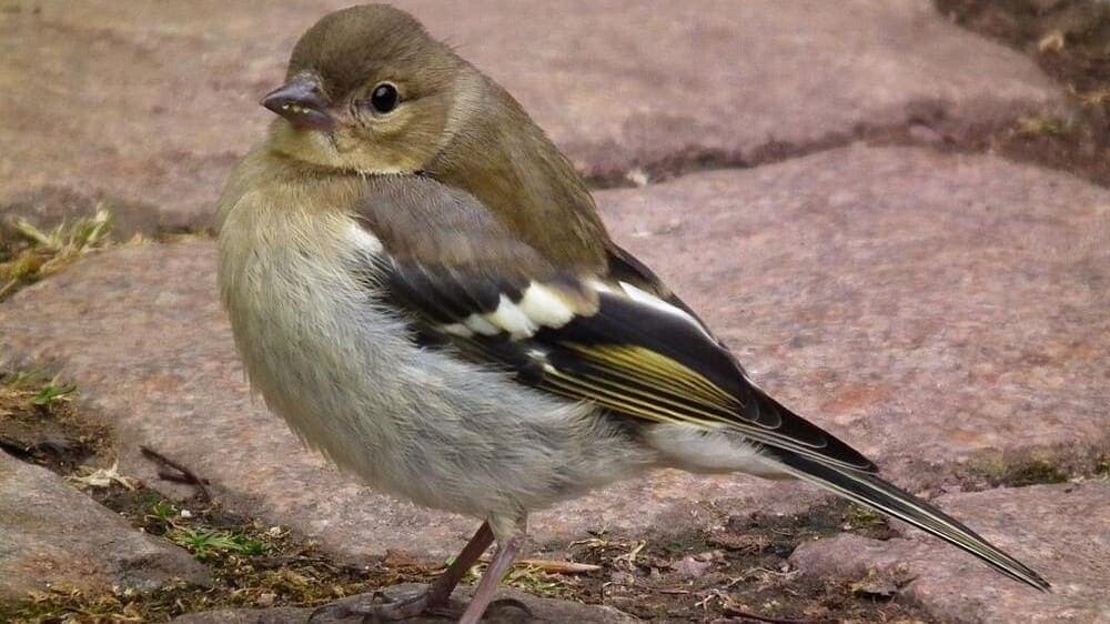 Birds on the Mend: Recovery Buzz After Pesticide Ban in the EU!