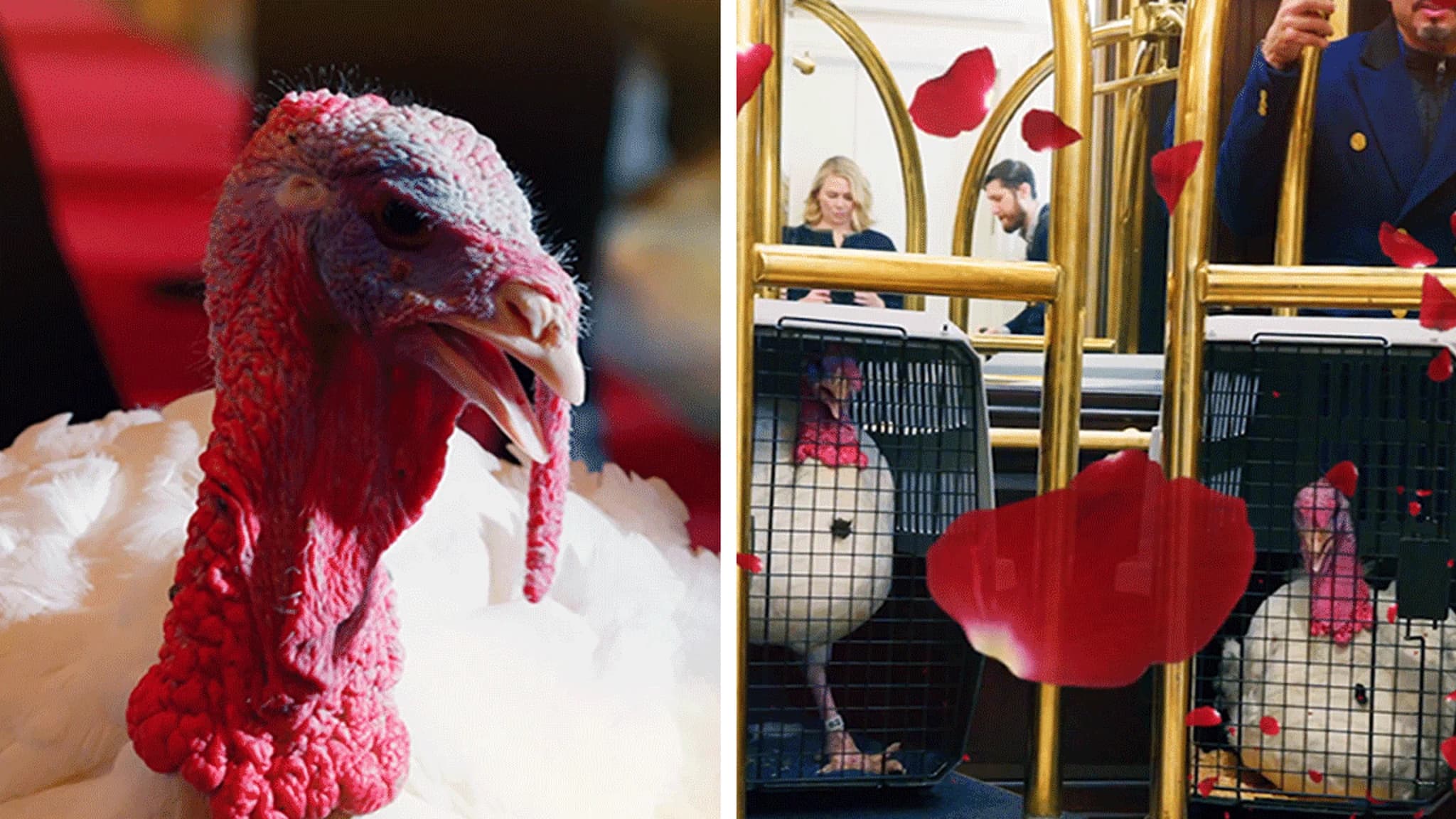 When Turkeys Go Glam: The White House's "Love Island" Stunt for Thanksgiving
