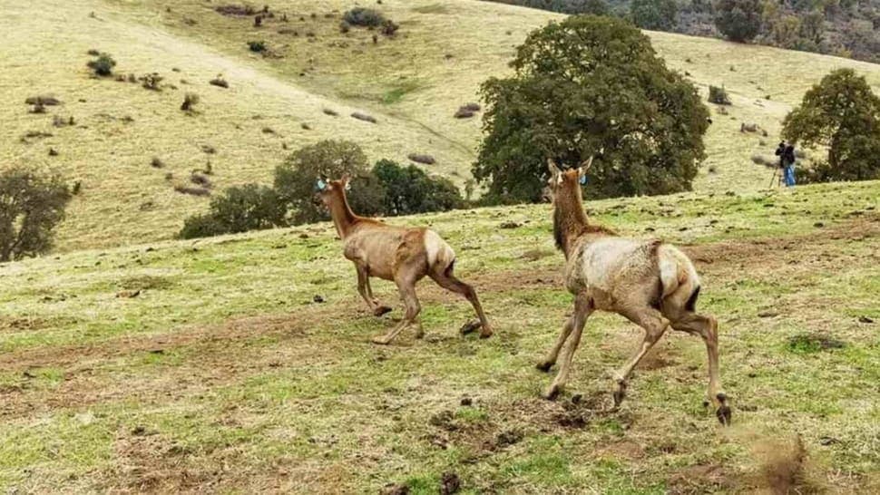 Tule Elk's Grand Return: How One Tribe's Land Recovery Is Changing the Wildlife Game