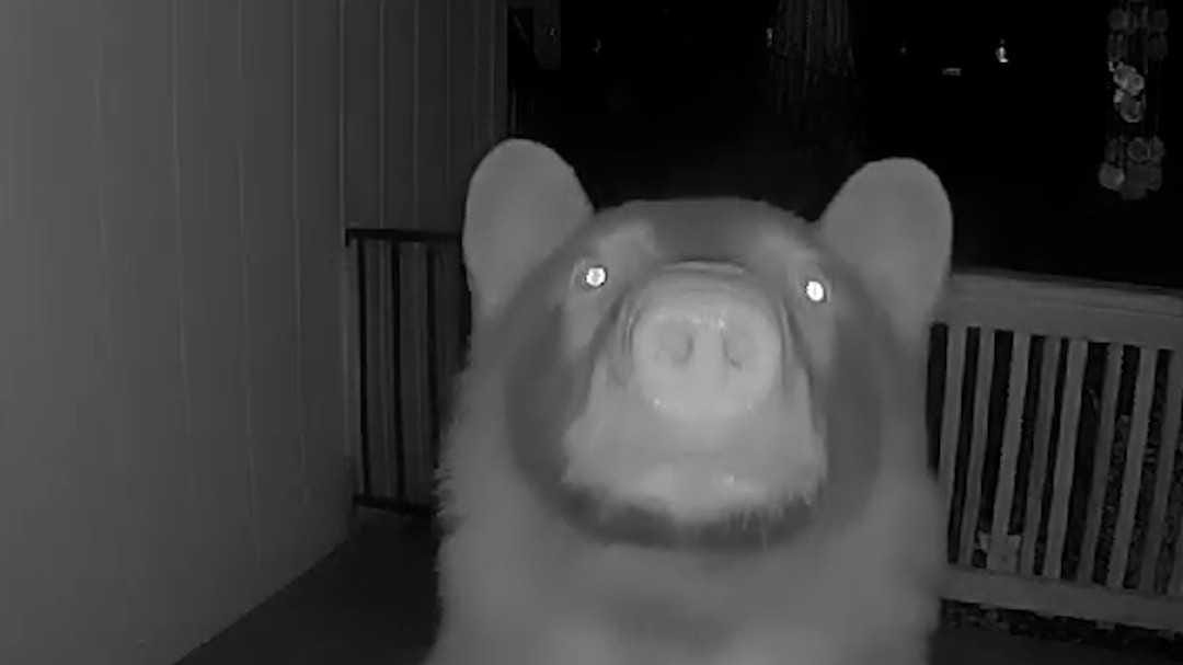 When Bears Go Doorbell Ditching: A Furry Prank in Garden Valley!