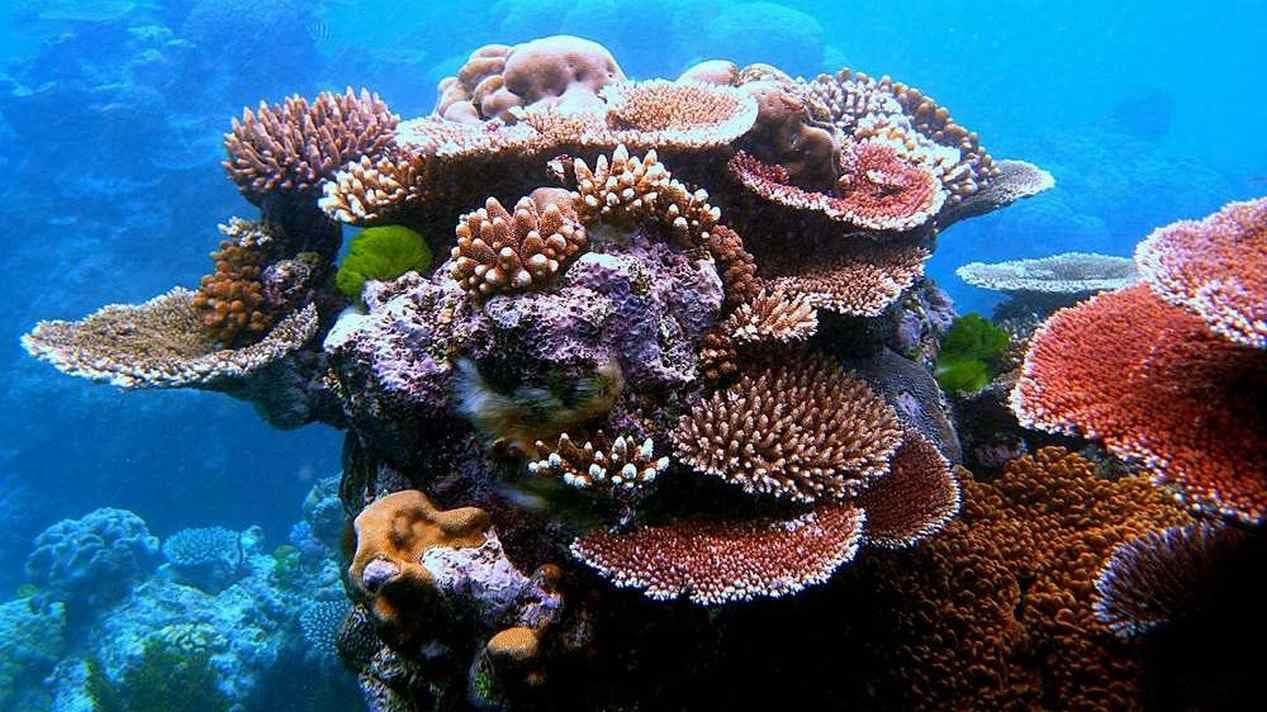 Robots to the Rescue: AI Takes on Coral Reef Restoration!