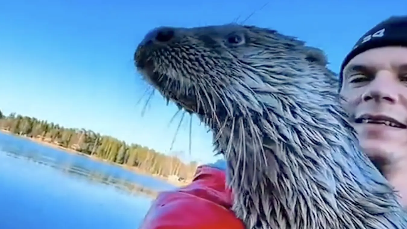 The Heartwarming Tale of a Baby Otter Who Thinks She’s a Kayaking Pro!