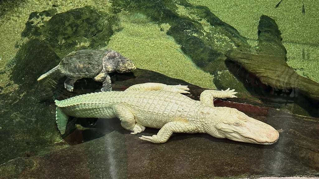 San Francisco's Serene Celebrity: Remembering Claude the Albino Alligator