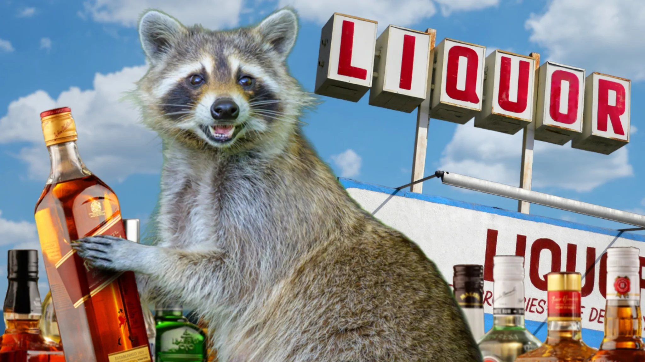 Raccoon Goes Wild: Booze Bandit Breaks into Virginia Liquor Store!