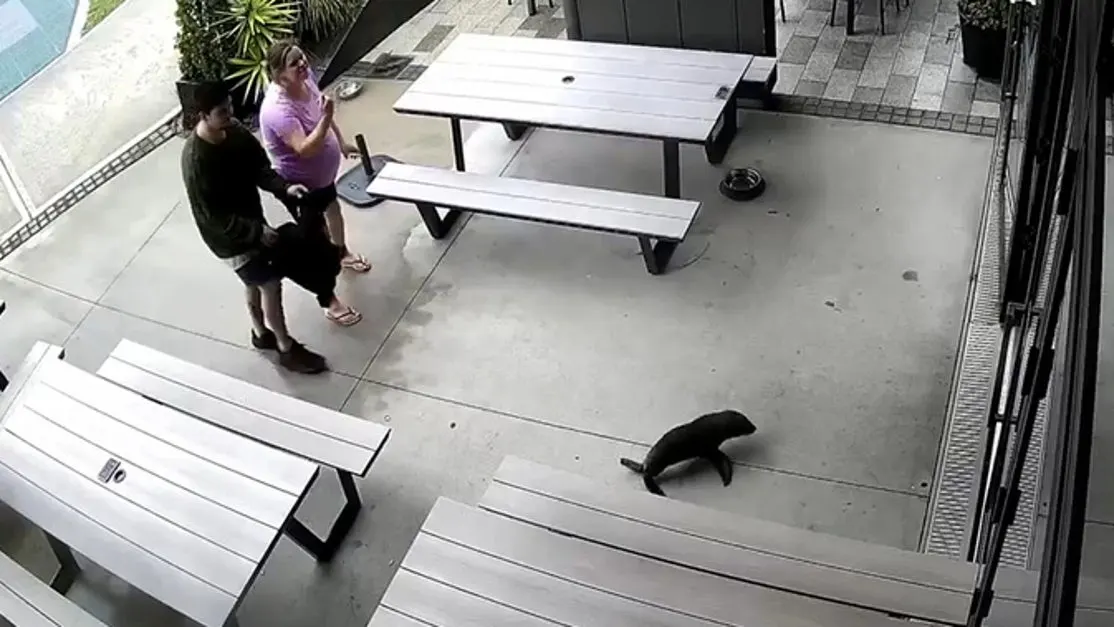 When Seals Crashed the Bar: A Night to Remember in New Zealand