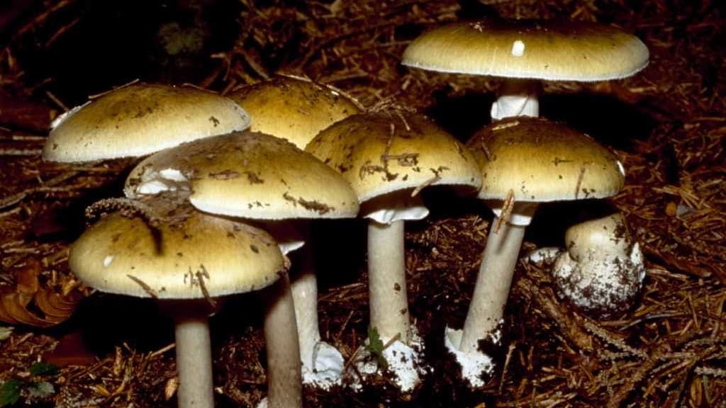 Foraging Gone Wrong: The Deadly Risks of Wild Mushrooms in California