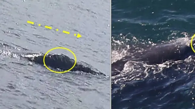 Whale Migration Mystery: An Irish Traveler's Surprising Journey to Boston!