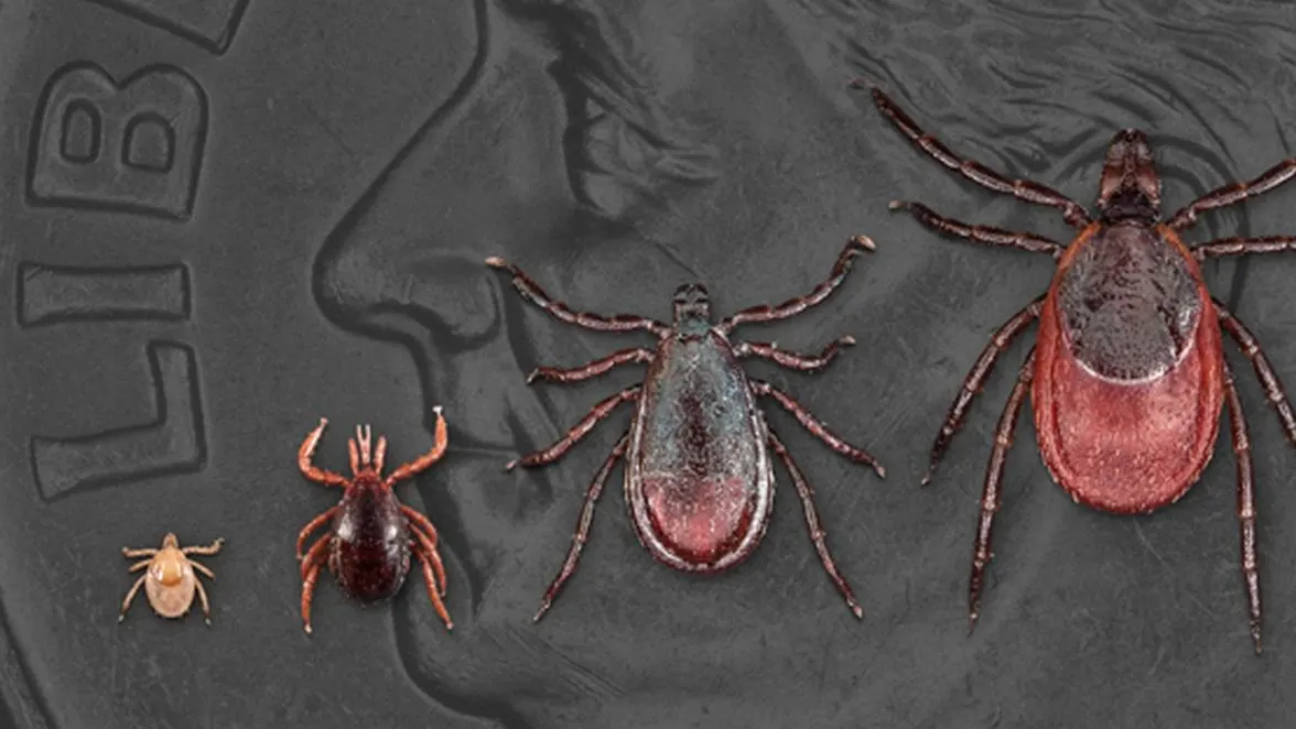High School Heroes: Teens Take on Lyme Disease with CRISPR Magic!