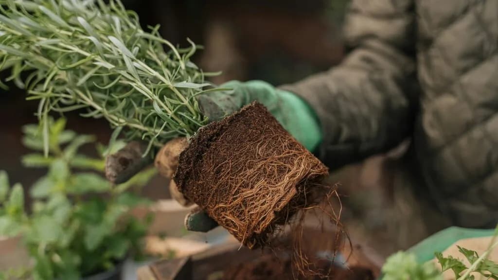 From Fertilizer to Friends: The Intriguing Secret that Could Change Farming Forever!