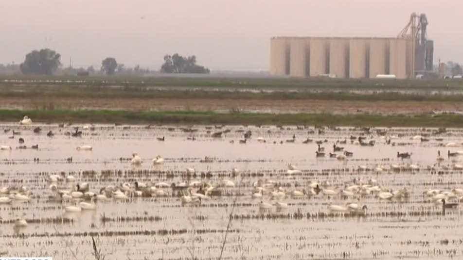 Swans Swoop In: Yuba County's Winter Visitors Bring More Than Just Beauty!
