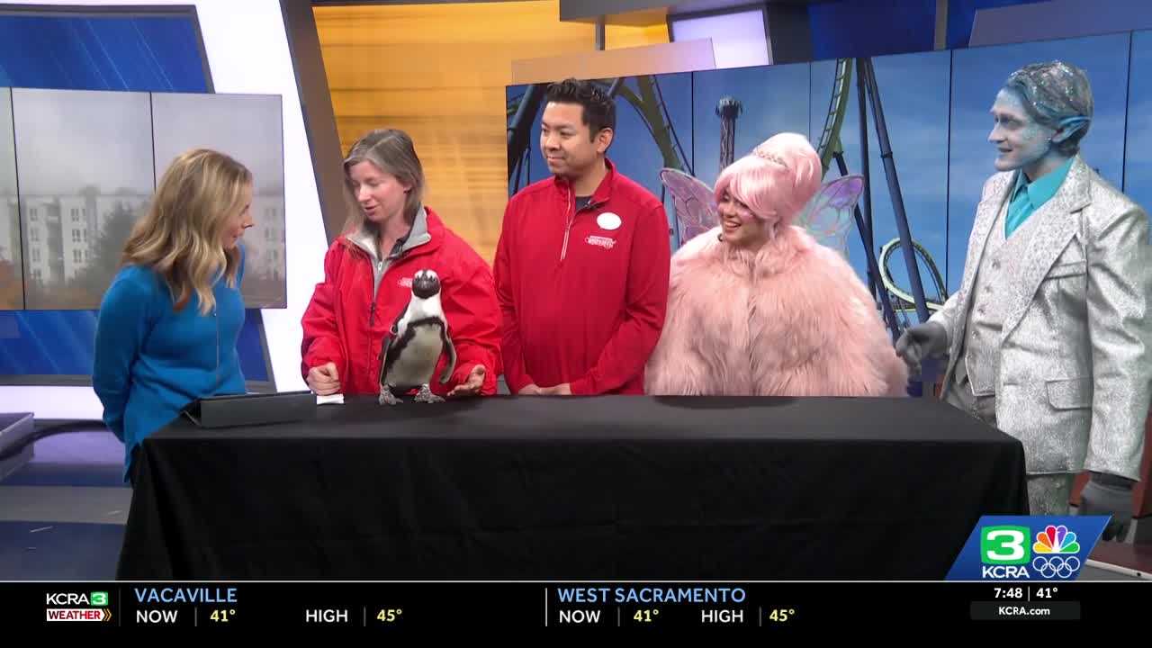 WinterFest at Six Flags Discovery Kingdom: Where Penguins and S'mores Meet Holiday Magic!