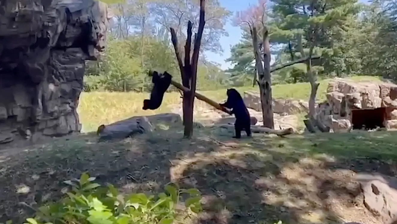 Bears Get Creative: Watch Two Andean Cubs Turn a Branch into a See-Saw!