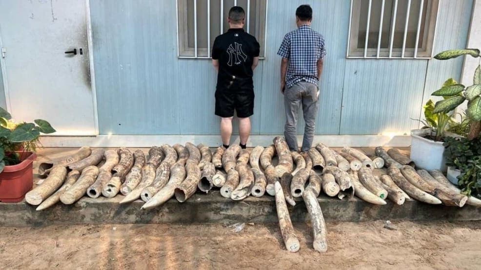 Operation Thunder: How INTERPOL Just Shook Up Wildlife Traffickers Worldwide!