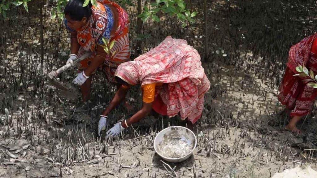 From Tragedy to Triumph: How ‘Tiger Widows’ are Reclaiming Their Lives and Restoring Nature