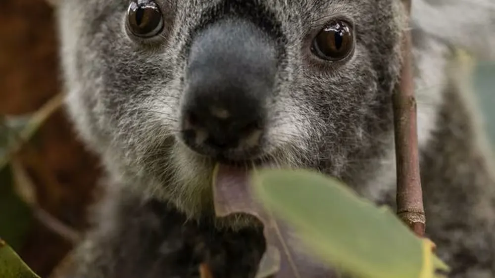 Taronga Zoo's Bold Plan: Rewilding Australia One Koala at a Time!