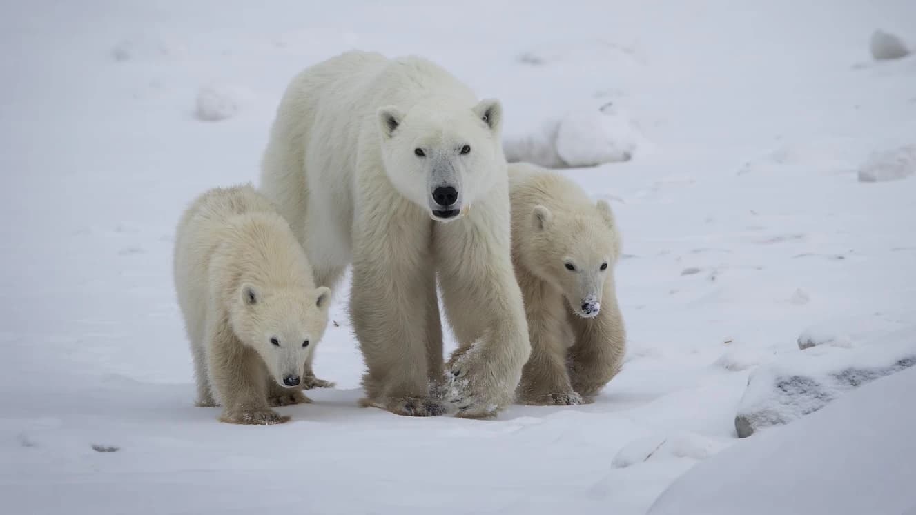 A Polar Bear’s Heartwarming Adoption: Love Knows No Bounds in the Wild!