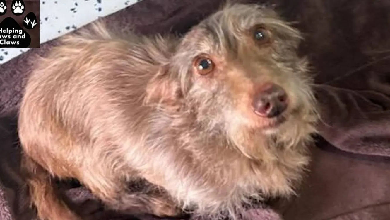 Lost Fido: How a Microchip and a Kind Stranger Brought This Dog Home for Christmas