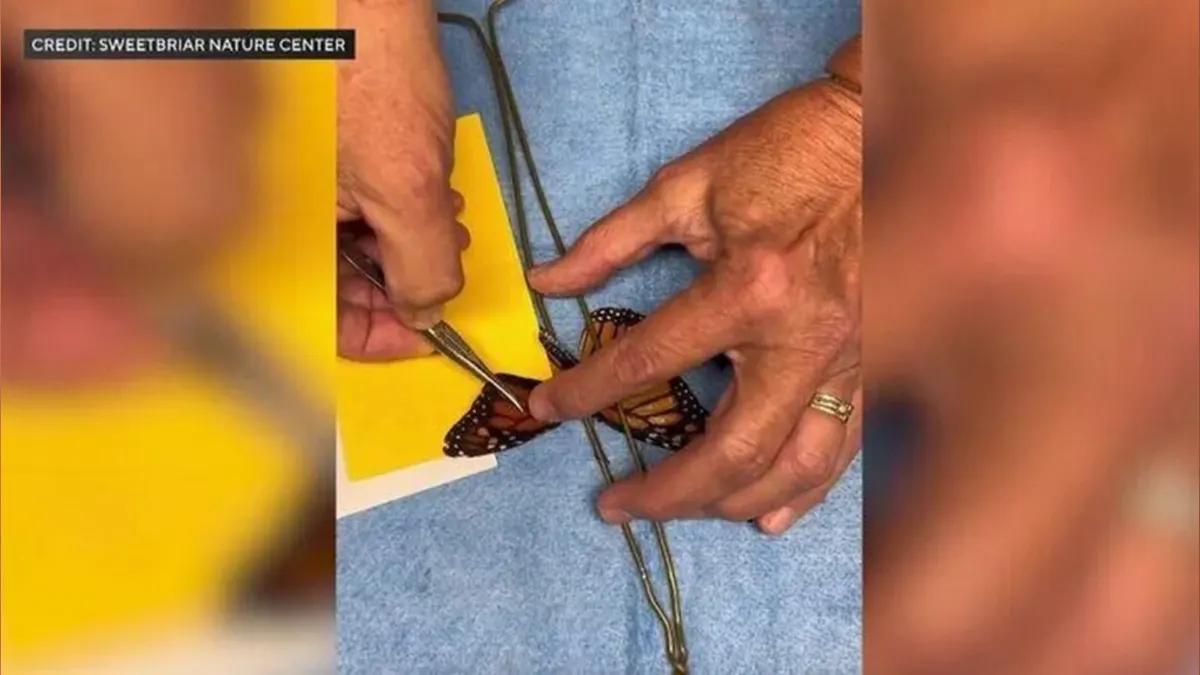 A Wing and a Prayer: The Monarch Butterfly’s Epic Makeover