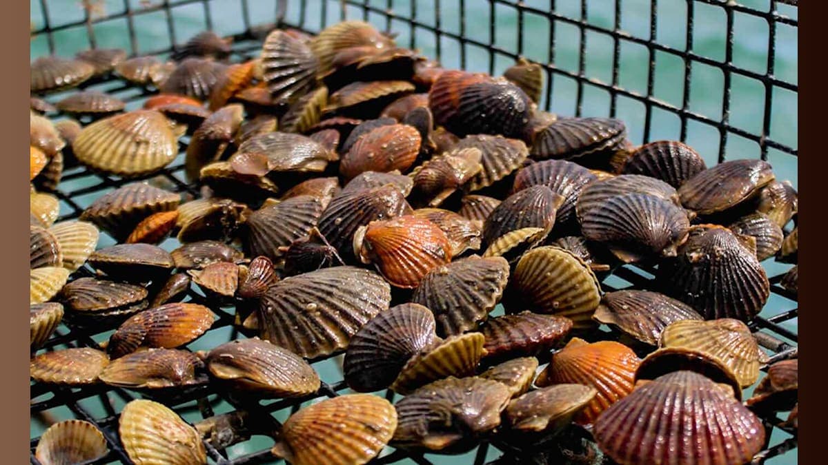 From Extinction to Reinvention: Bay Scallops Make Their Splashy Comeback!