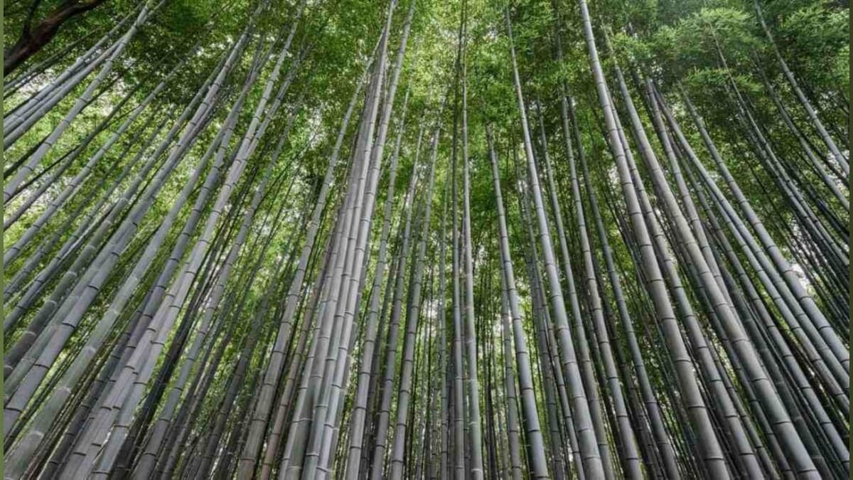 Bamboo: The Surprising Superstar in the Battle Against Plastic Pollution!