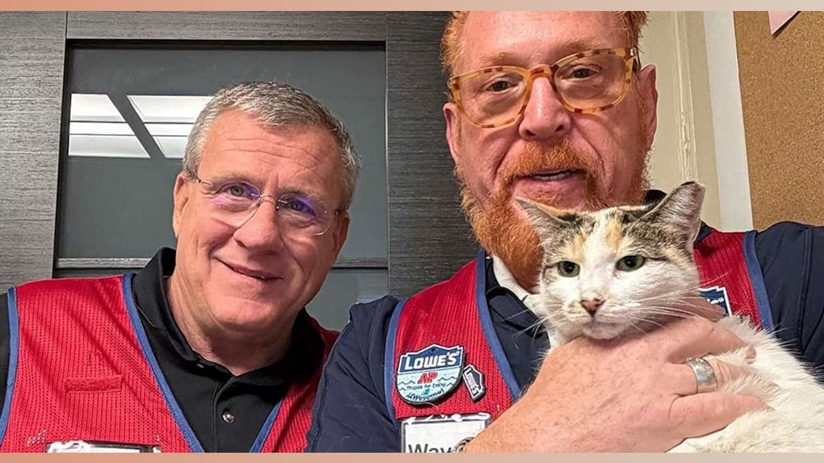 Feline Frenzy: The Heartwarming Tale of Francine, the Lowes Cat Who Went on an Unexpected Adventure!