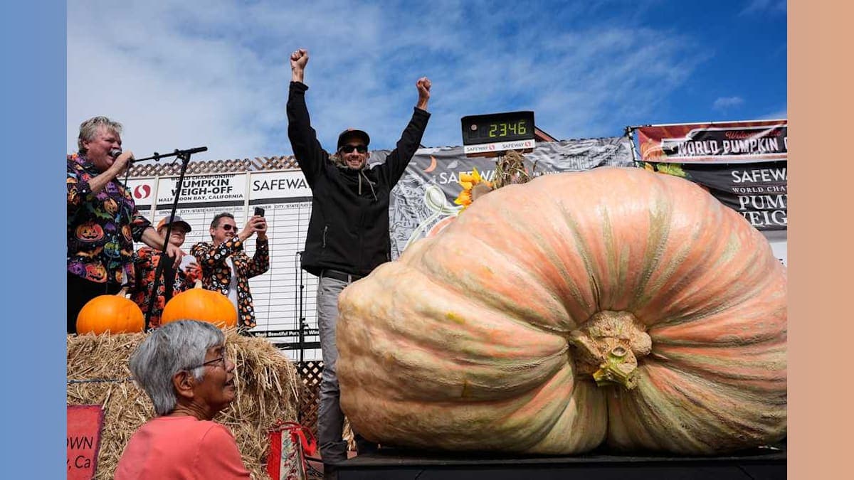 California Engineer Grows Pumpkin So Big, It Could Compete for a Car Insurance Policy!