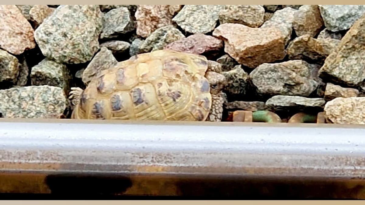 Tortoise Takes a Train: How One Pet's Adventure Made Waves on the Tracks