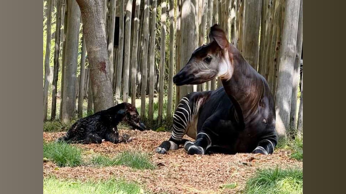 Welcome to the World, Little Okapi: Sacramento Zoo Celebrates a Historical Birth!