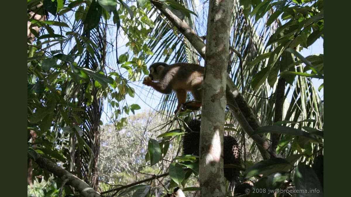 Suriname's Bold Move: Protecting Rainforests Like a Boss!