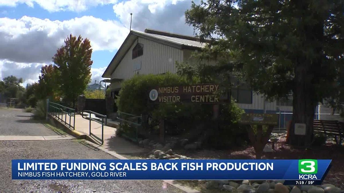 Funding Cuts Could Mean Fewer Fish: What's Next for Nimbus Hatchery?