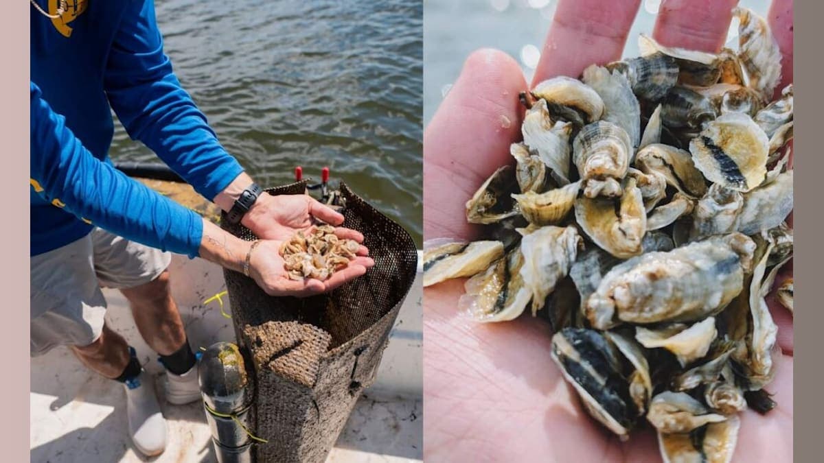 Unlocking the Secrets of Everglades Oysters: The Unexpected Rise of Florida’s Seafood Stars!
