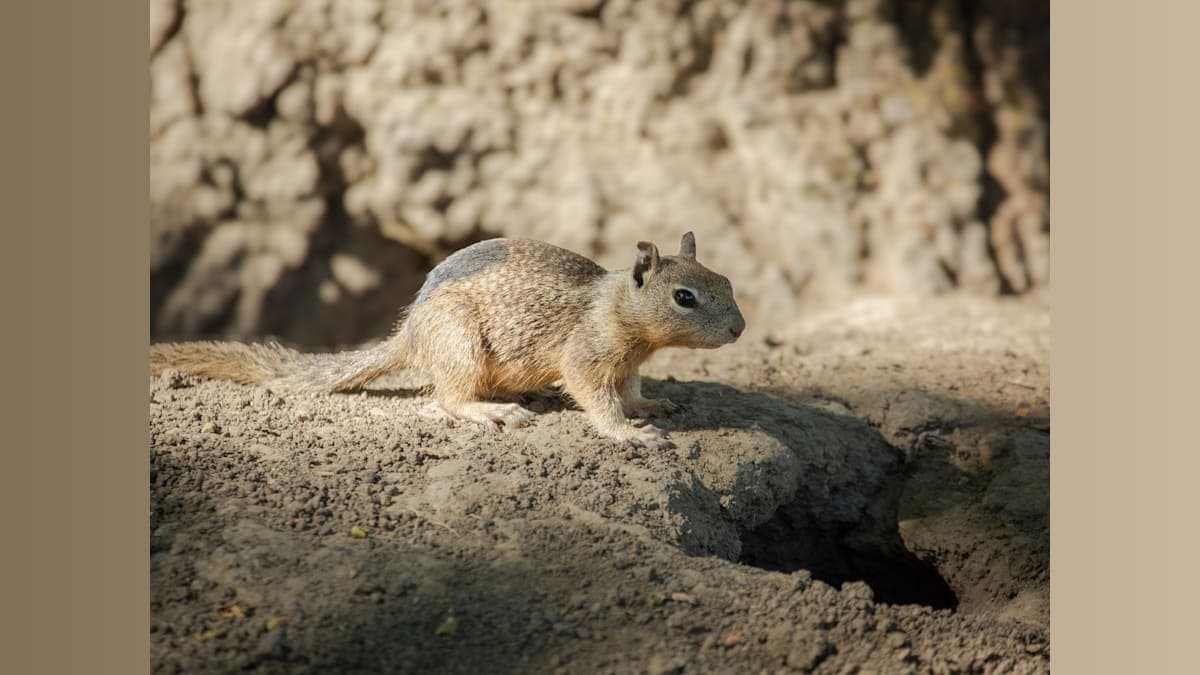 Squirrel Surprises: What California's Ground Dwellers Teach Us About Survival!