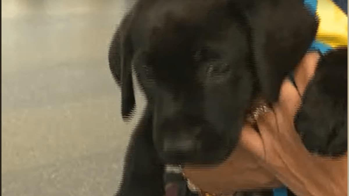 From Girls Trip to Puppy Rescue: The Pawsitively Adorable Journey Begins!