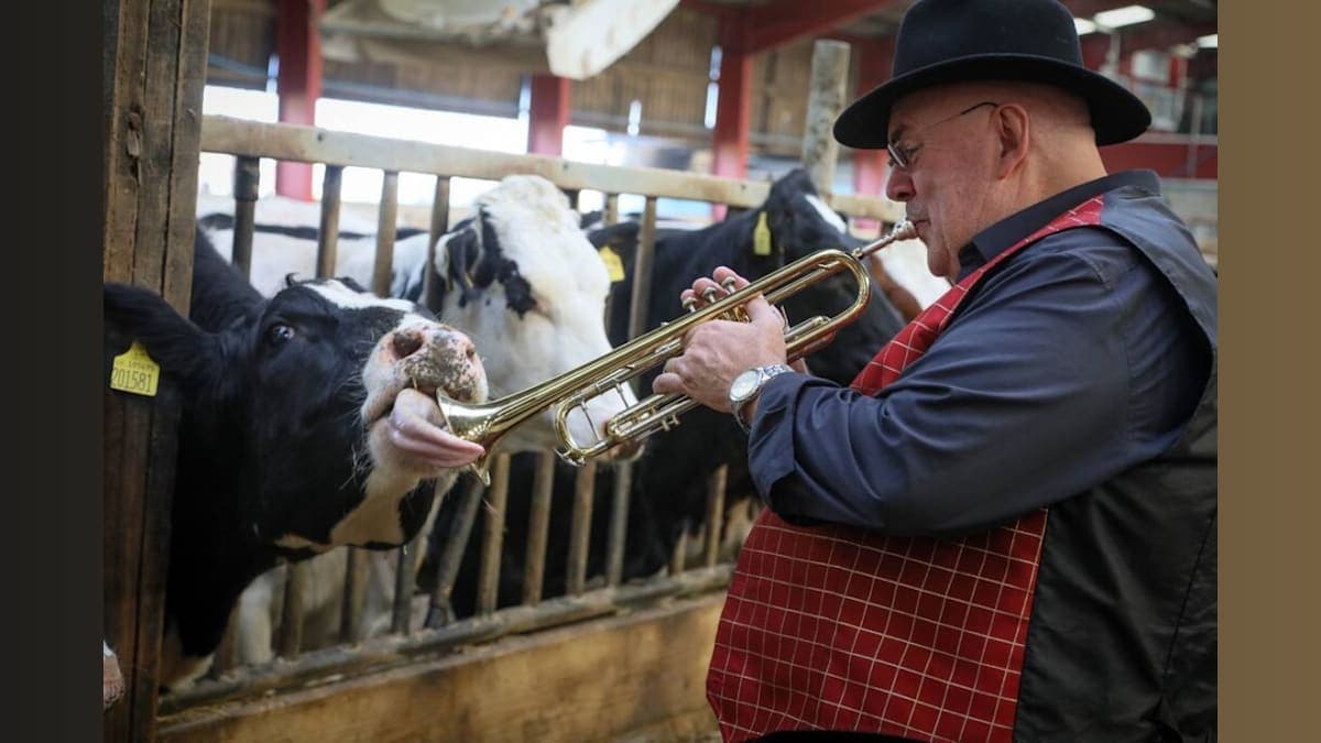 Cows Get Jazzed Up: How a Live Band Aims to Boost Milk Production!