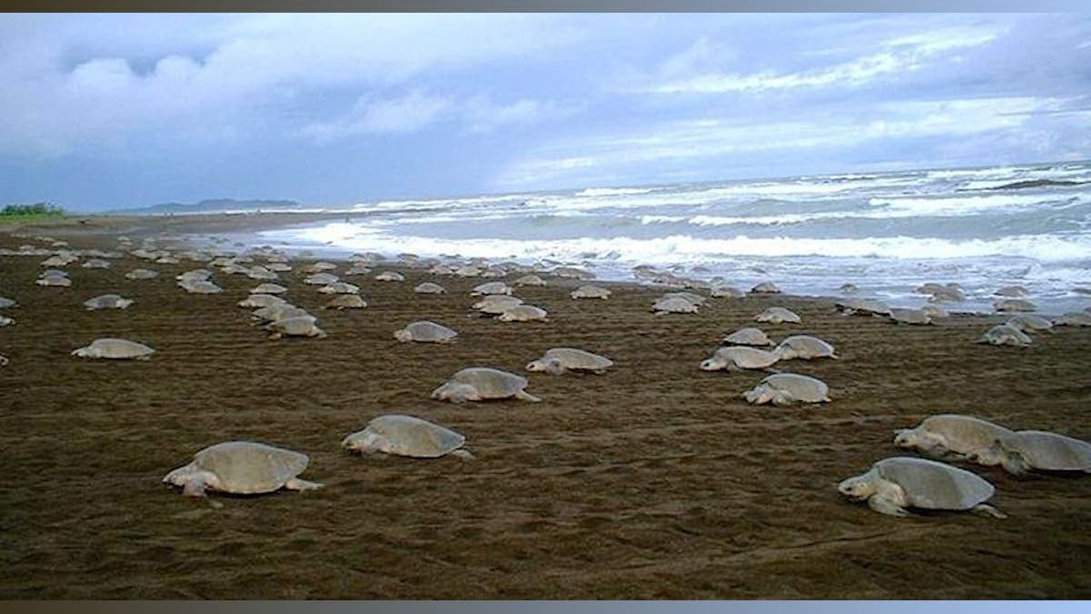 Turtle Power: How Conservation Efforts Have Sea Turtles on the Rise!