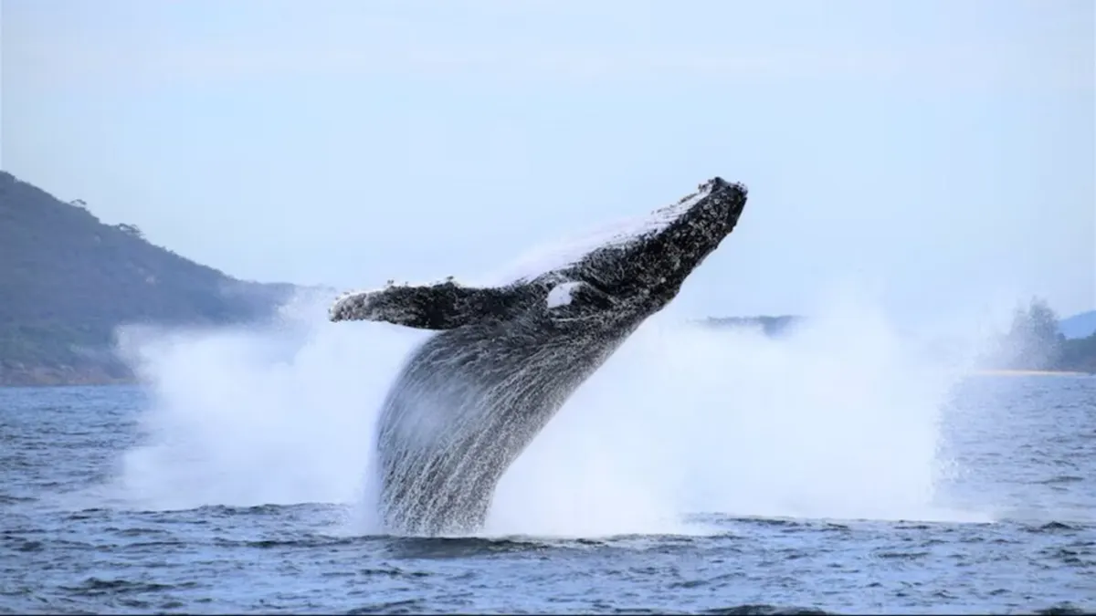 Humpback Whales Are Back—Bigger and Better Than Ever!
