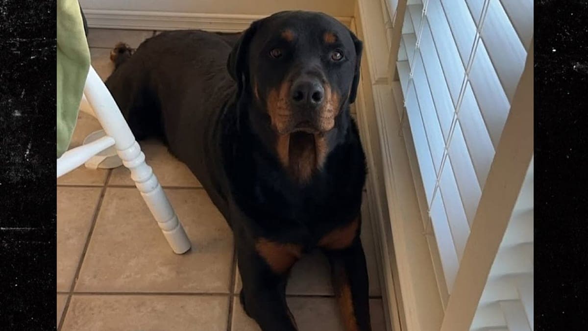 When Dog Days Turn Deadly: The Shocking Incident at a Texas Home