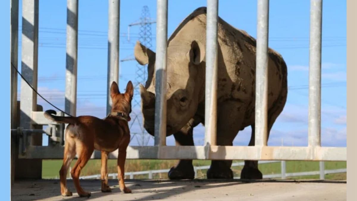 From Wales with Love: How Brave Pups are Fighting Wildlife Poachers