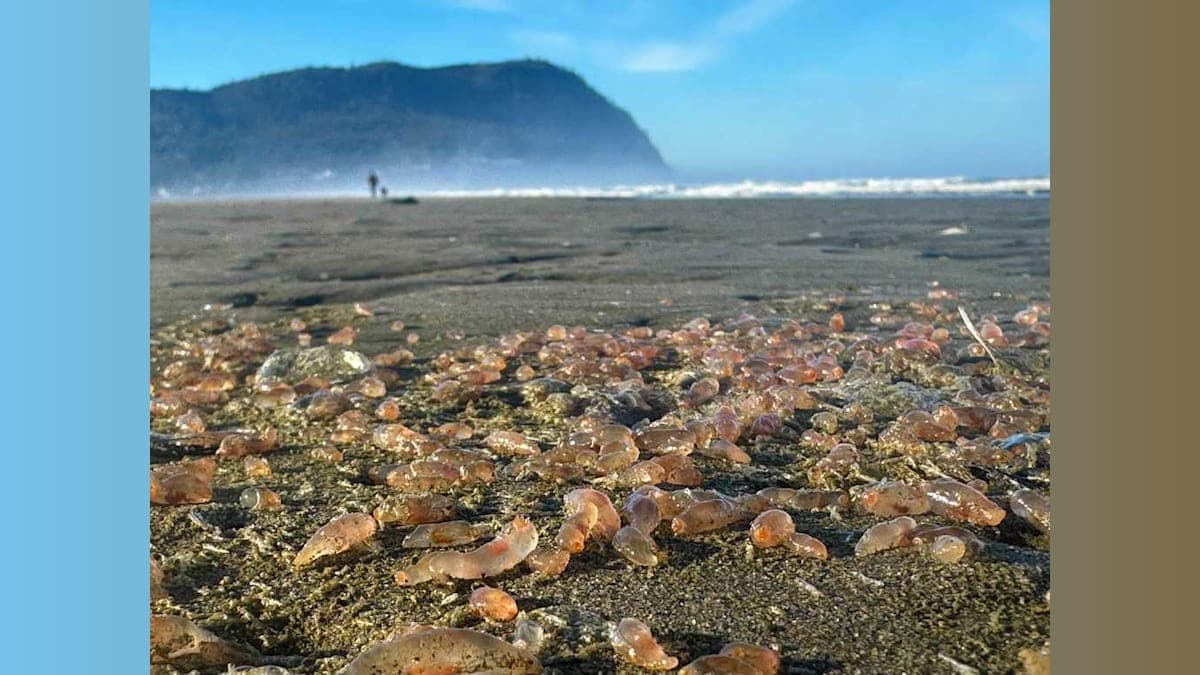 Sea Cucumber Crisis: Oregon Beach Turns into a Gelatinous Wonderland!