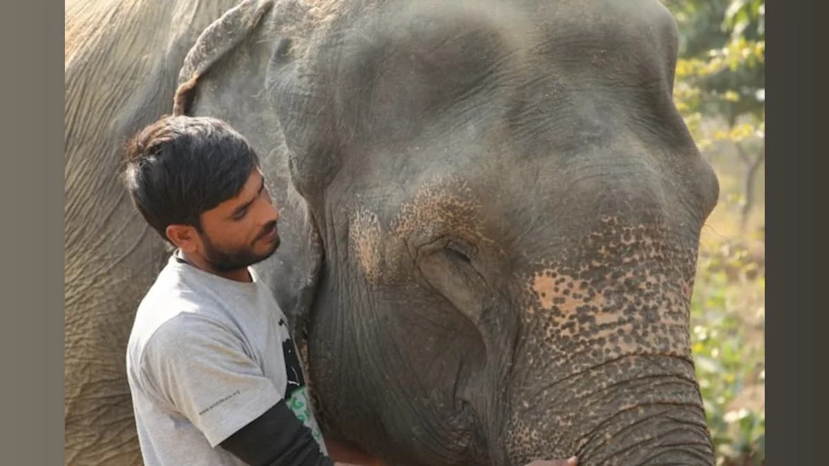Elephants Get Their Shot: A Breakthrough Vaccine Against a Deadly Virus!
