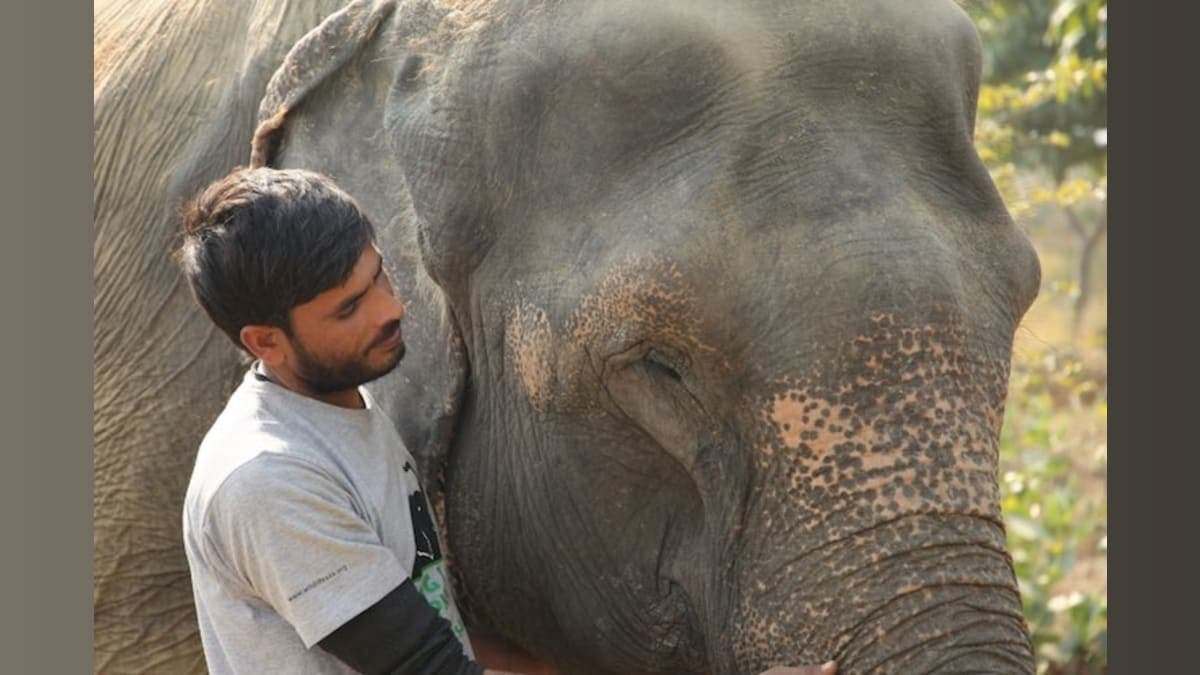 Elephants Get Their Shot: A Breakthrough Vaccine Against a Deadly Virus!