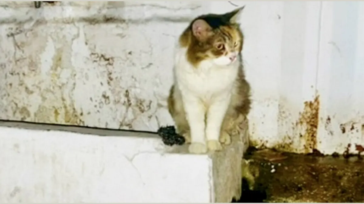 From Bathroom to Bliss: Meet the Cat Who Defied the Odds