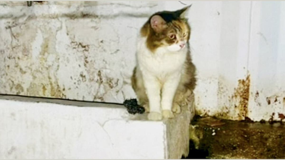From Bathroom to Bliss: Meet the Cat Who Defied the Odds