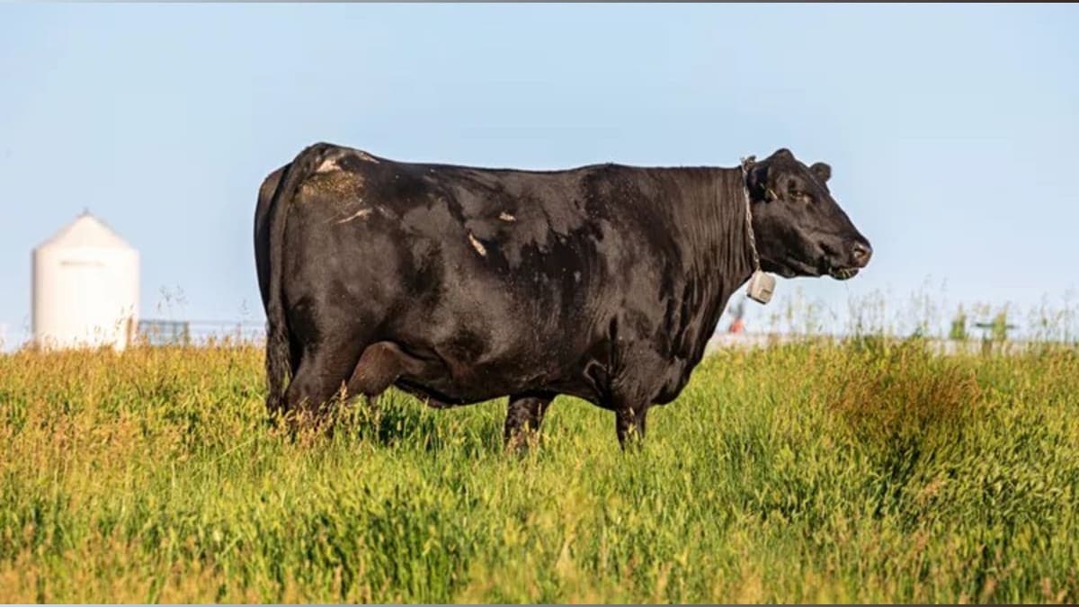 How Virtual Fencing Could Turn Cattle Ranching Upside Down!
