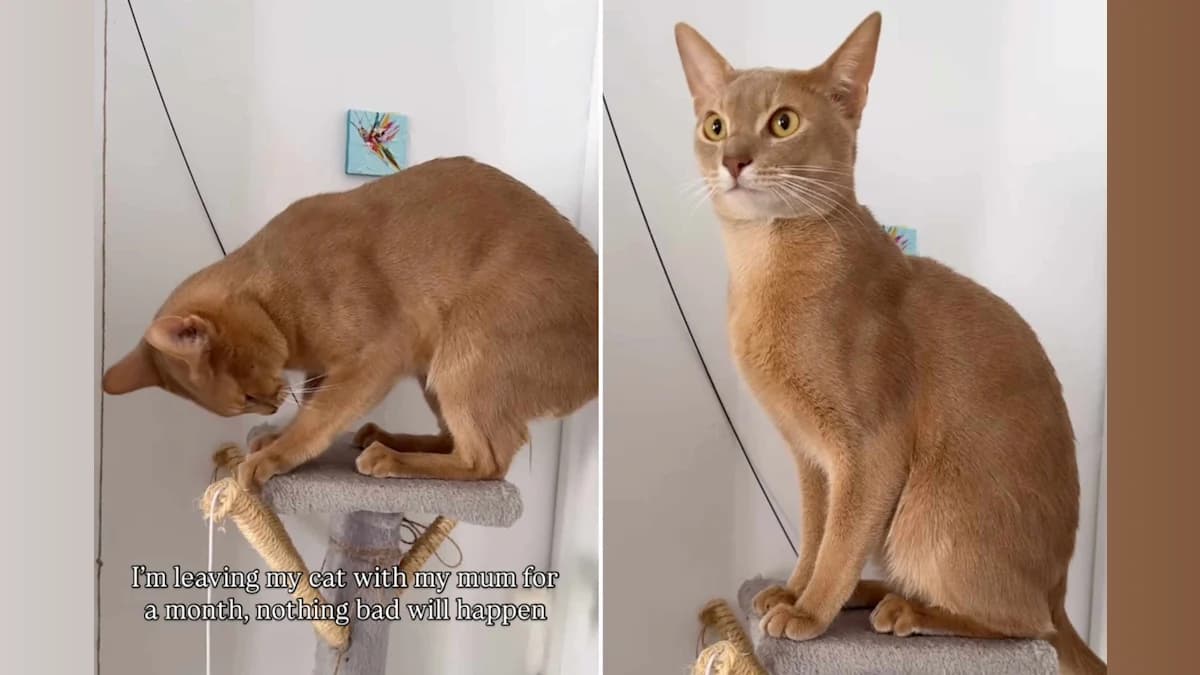 When Grandma’s Care Turns Feline—The Shocking Transformation of Sinbad the Cat!