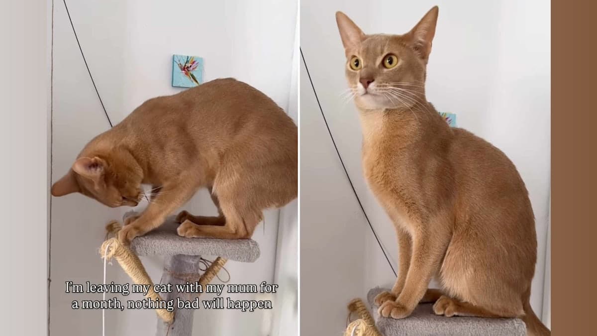 When Grandma’s Care Turns Feline—The Shocking Transformation of Sinbad the Cat!